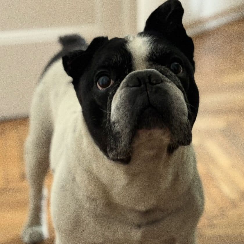 Stavra Marinkovic Wood