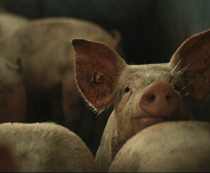 Price iz Srbije image 4